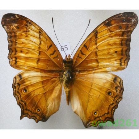 Vindula erota (Fabricius, 1793) Indonesia, Java65